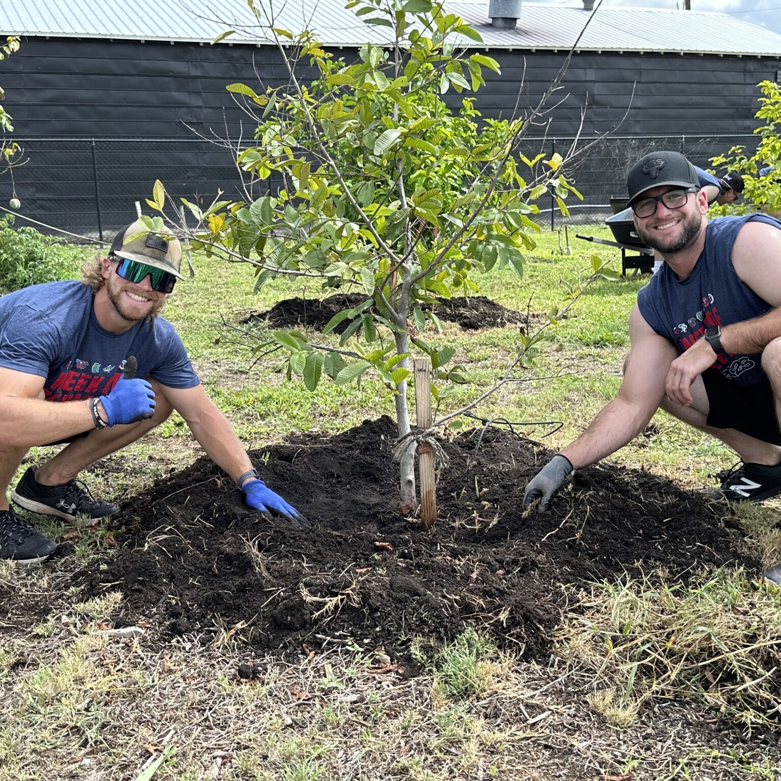 2 Men planting a tree